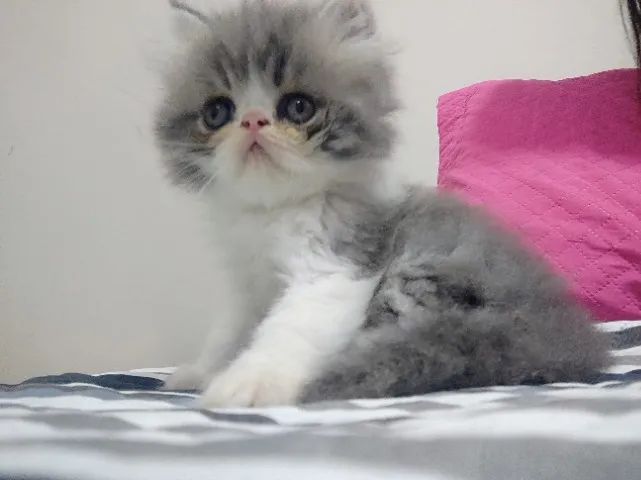 Gatos Persas Machos - Foto 4