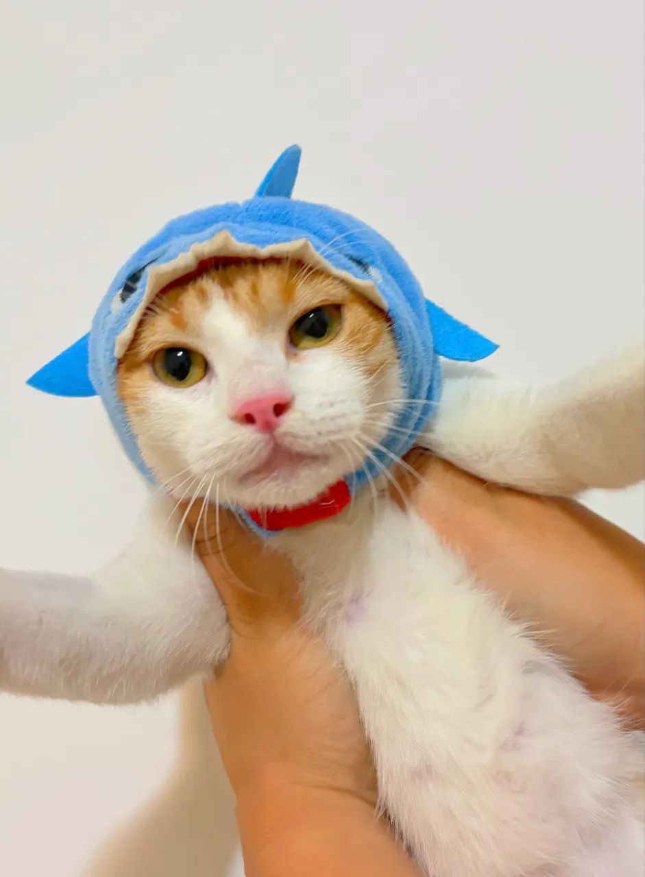 Fêmea de 6 Meses Castrada para Adoção  - Foto 2