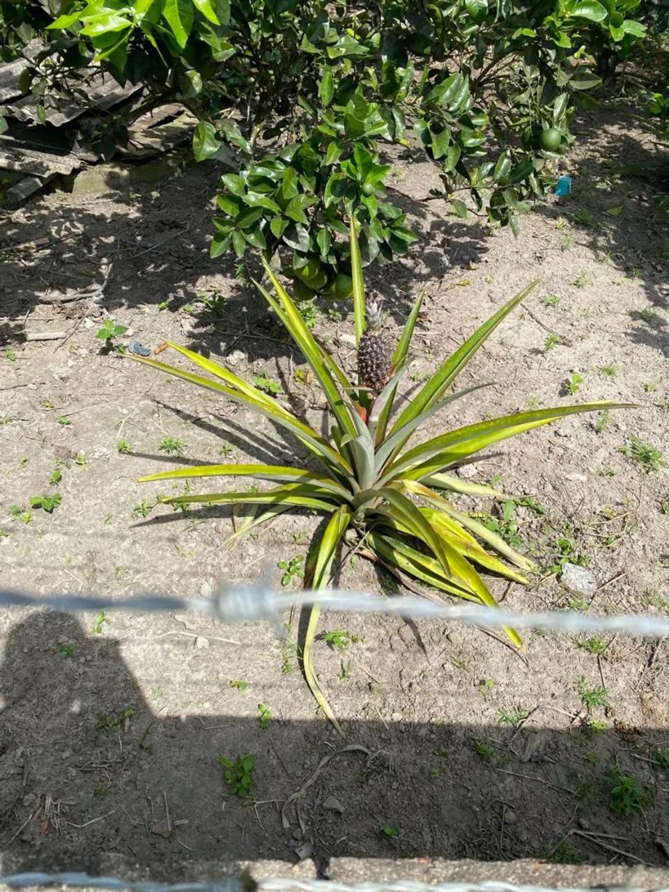 TERRENO PRÓXIMO AO TIMBÓ  - Foto 4