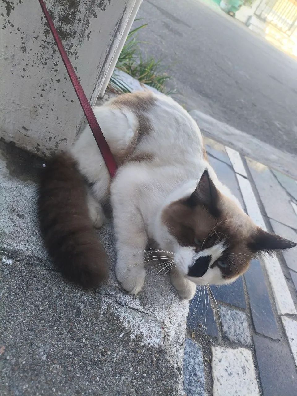 Gato  - Foto 3