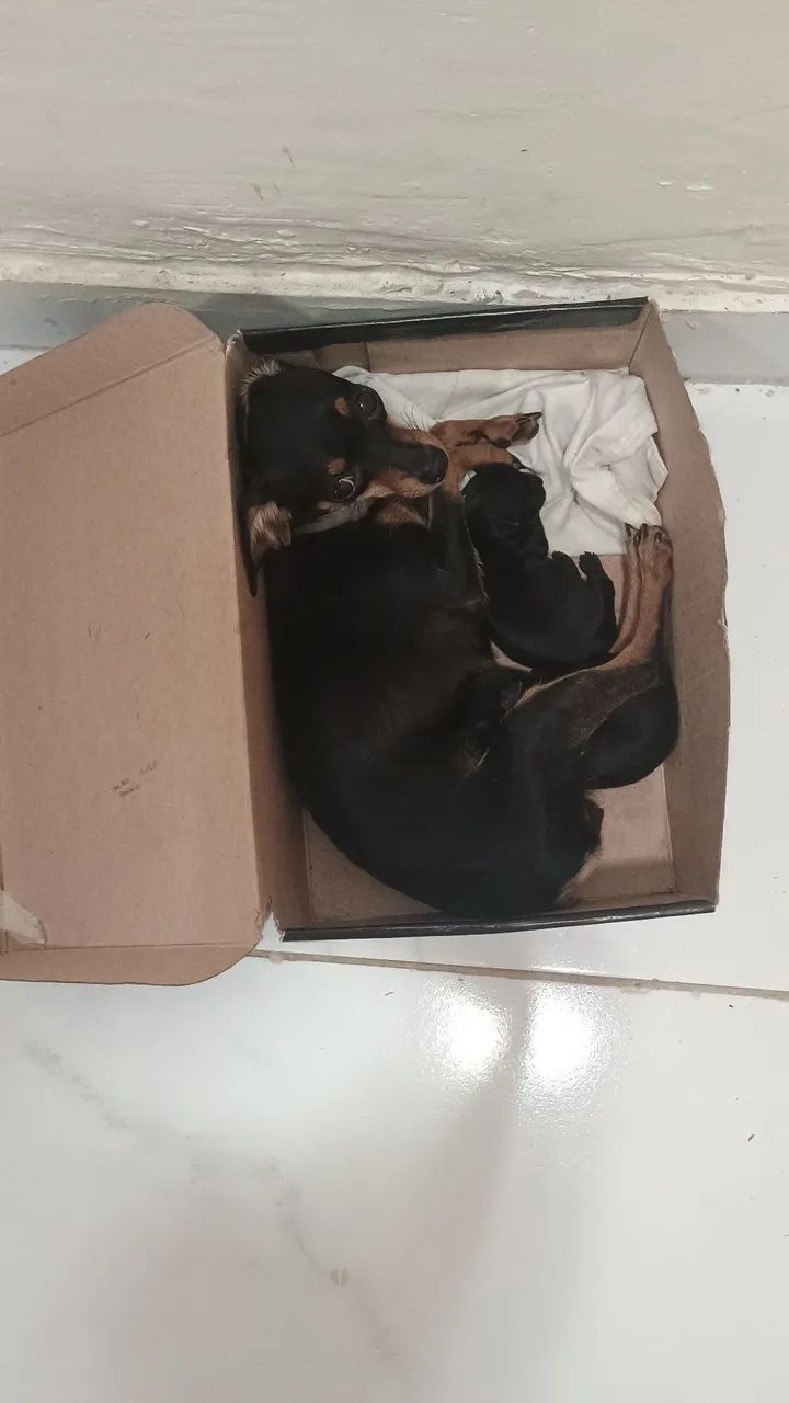 Cachorro Pinscher número Zero  - Foto 2