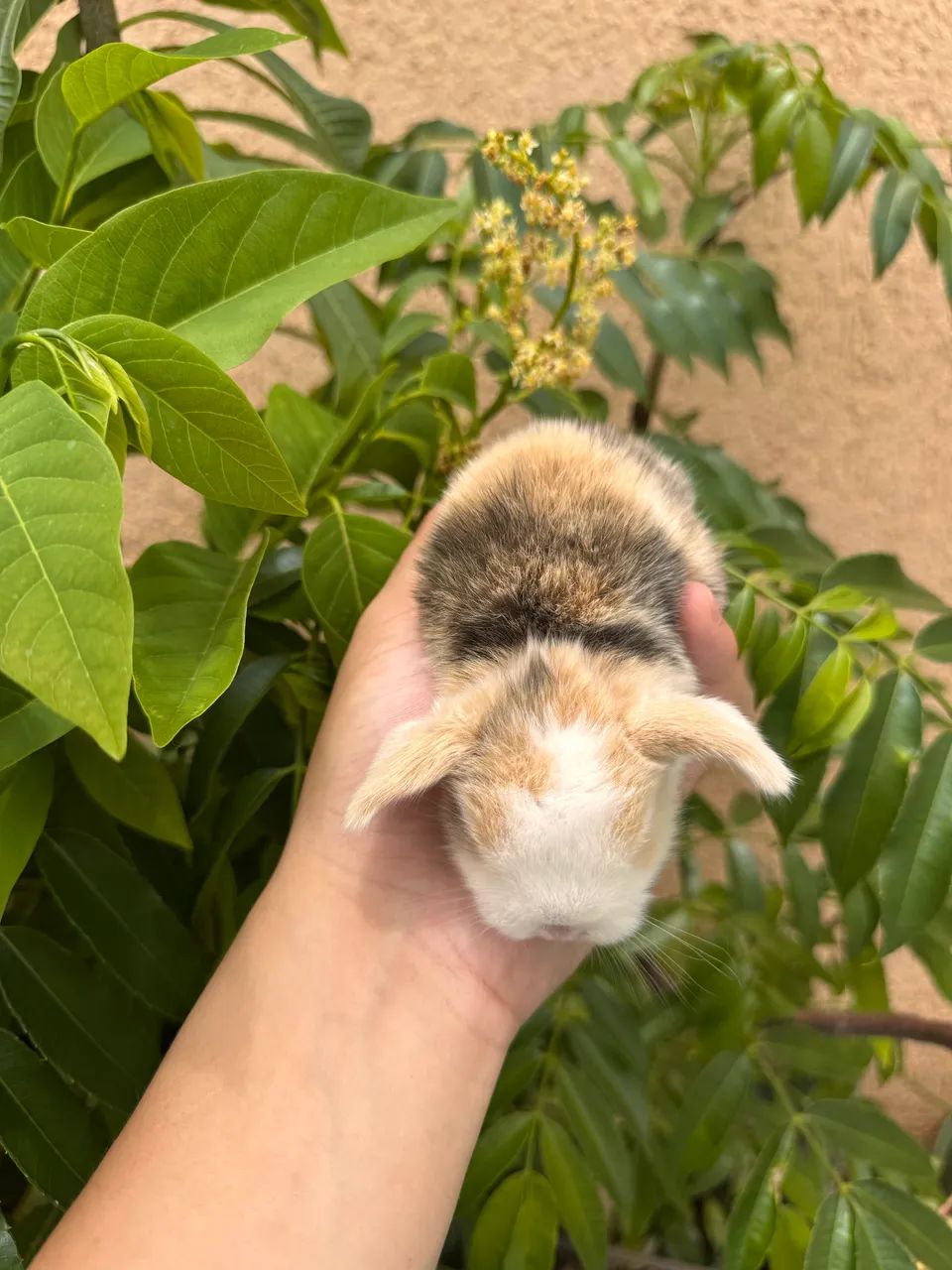 Mini coelhos  - Foto 2