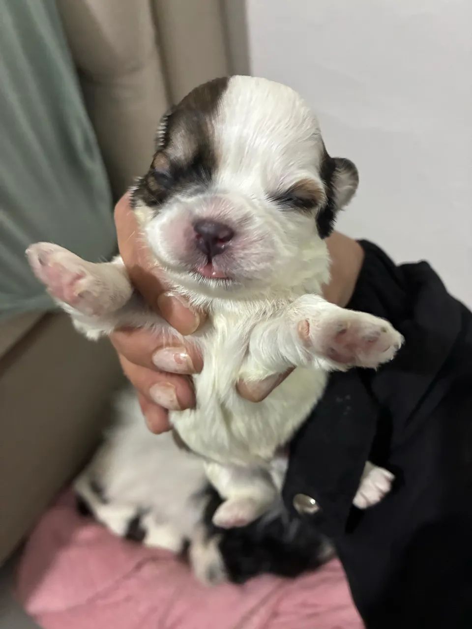 Shitzu 