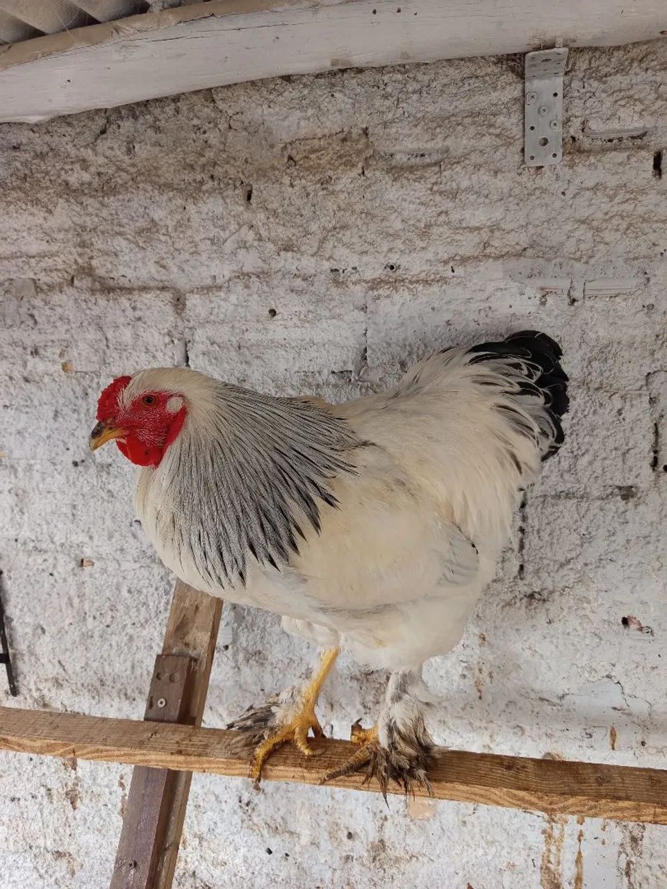 Vendo galo Brahma com 6 meses  - Foto 4