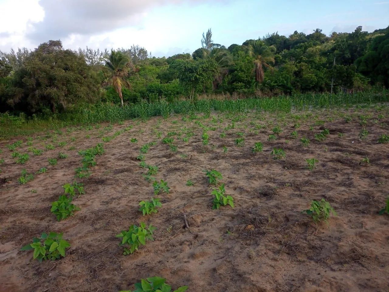 Terreno no conde - Foto 4