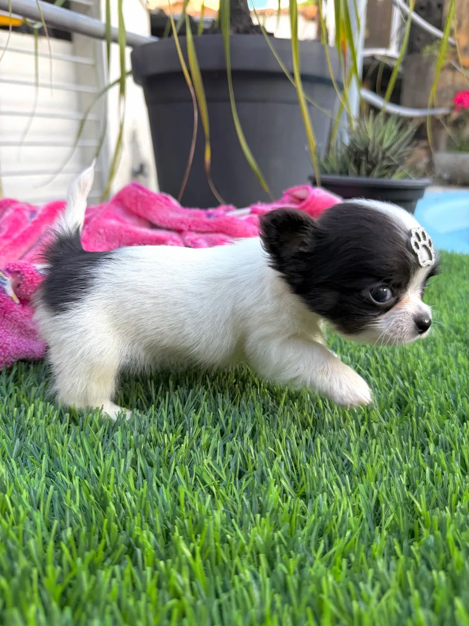 Chihuahua Bebezinho  - Foto 5