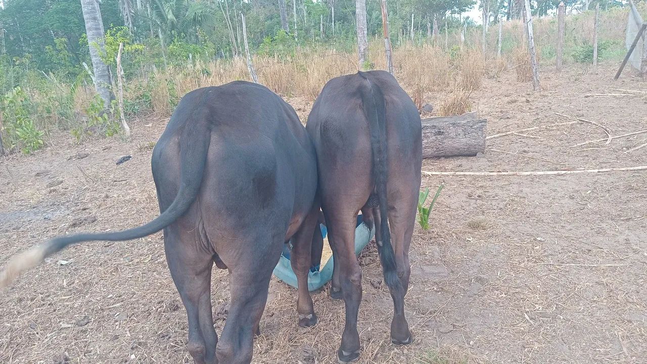 Vendo gado 