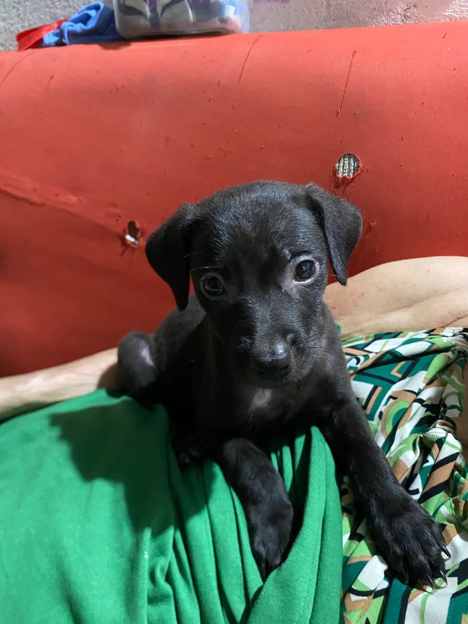 Adoção responsável  - Foto 2