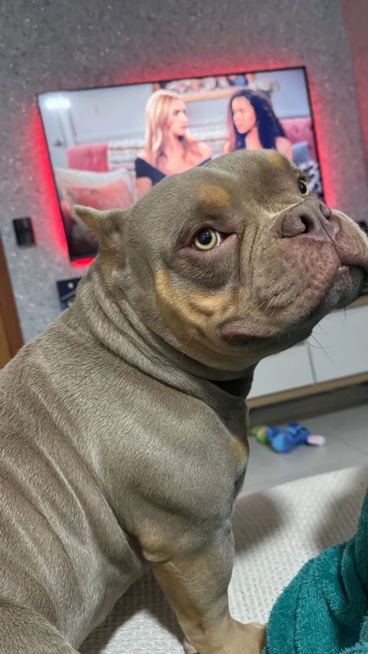 Cachorro american bully  - Foto 2