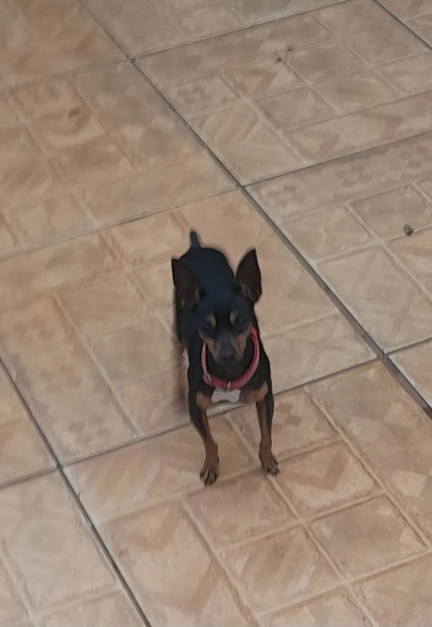 Pinscher - Foto 4