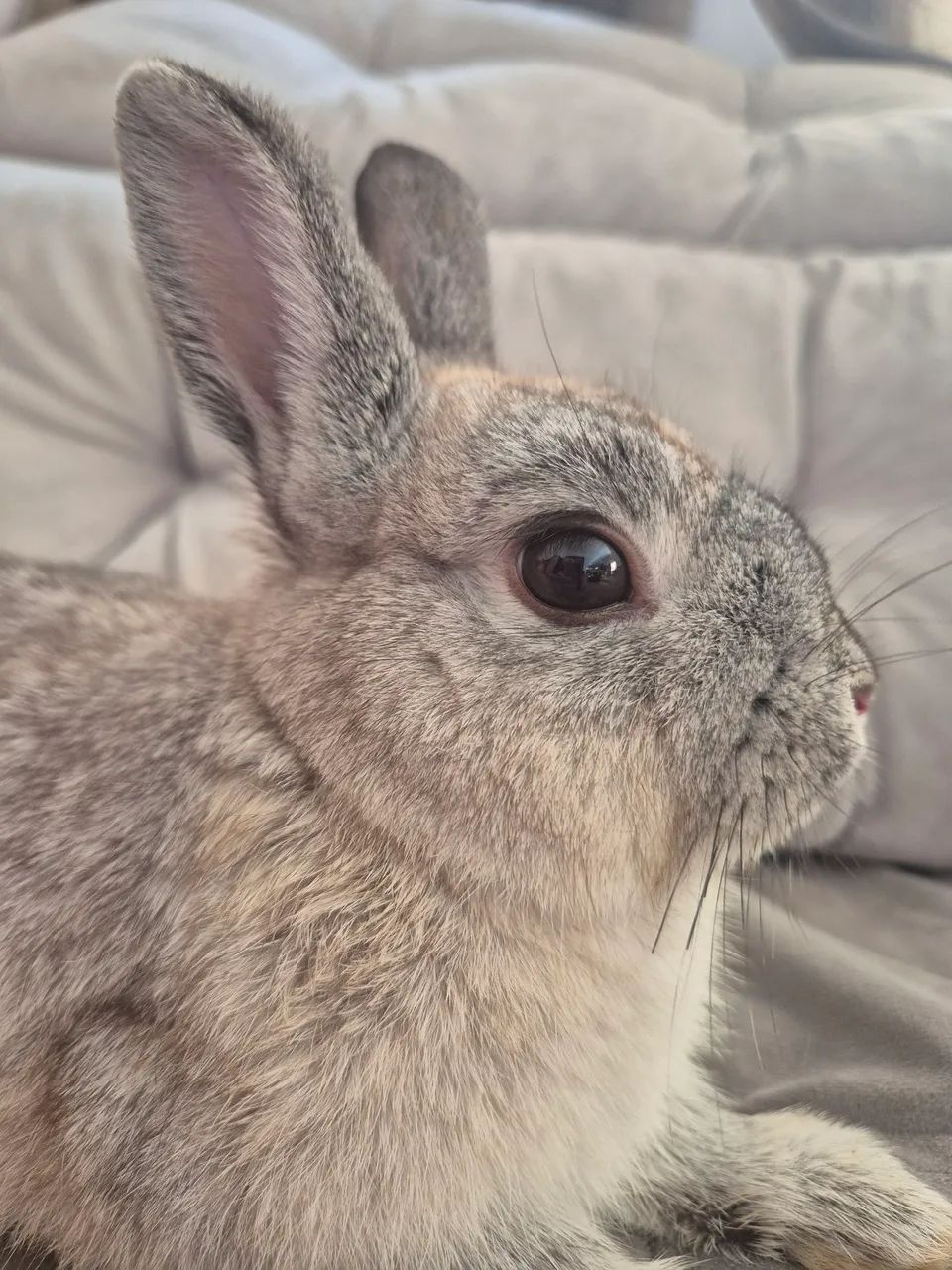 Mini Coelho - Foto 2