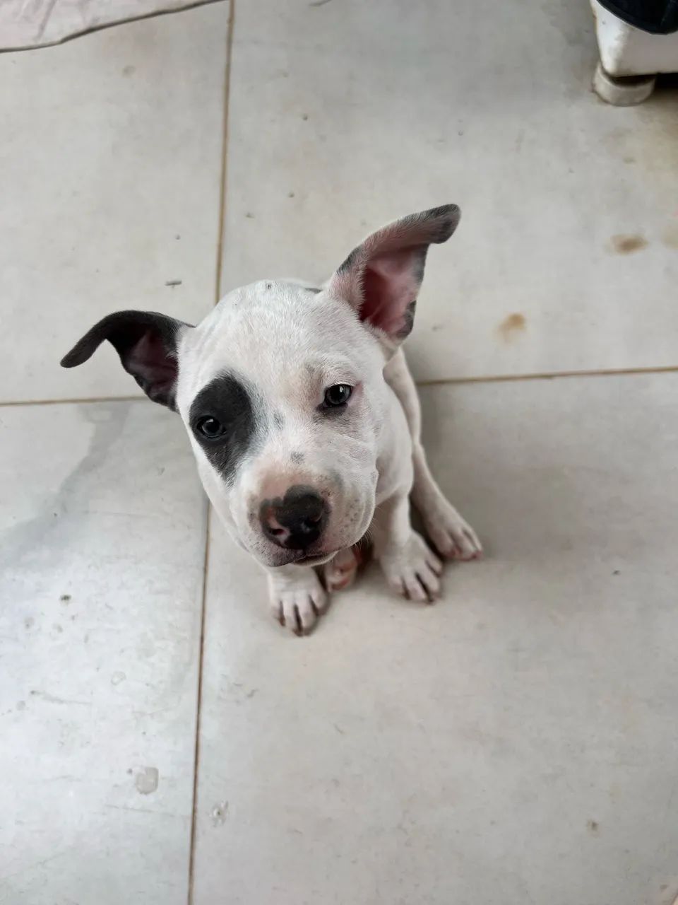 Cachorro  - Foto 3