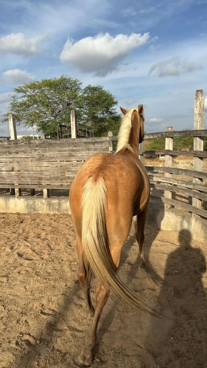 Cavalo Quarto de Milha - Pelagem Palomino - Foto 6