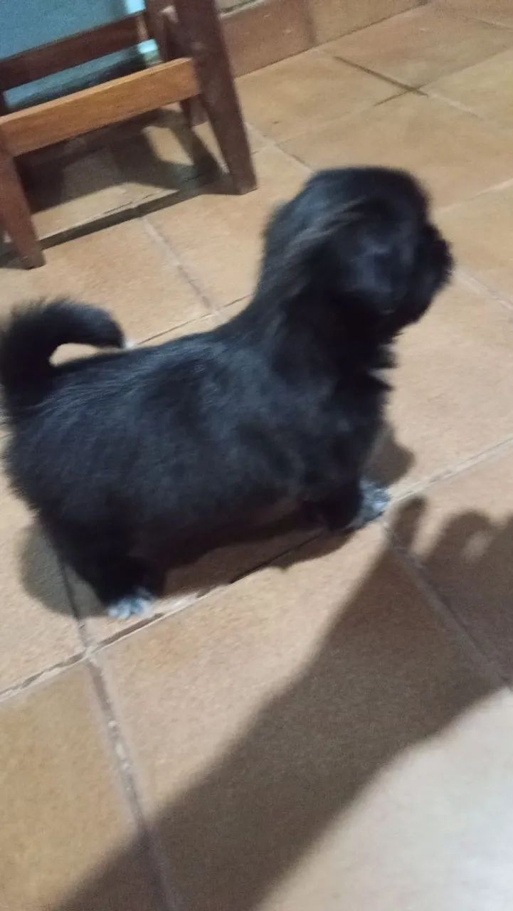 Cachorro chityzu  - Foto 3