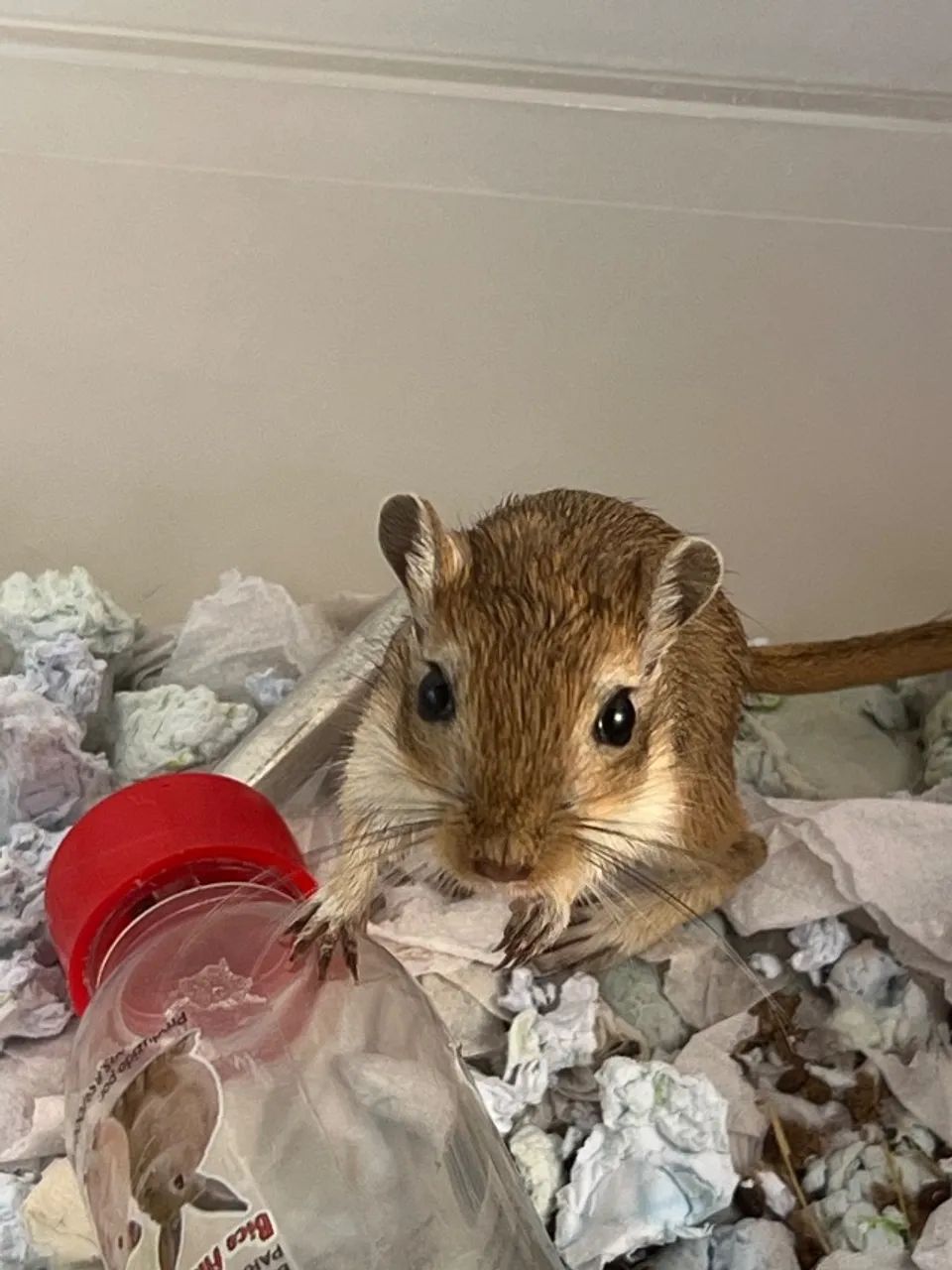 Gerbil - Foto 2