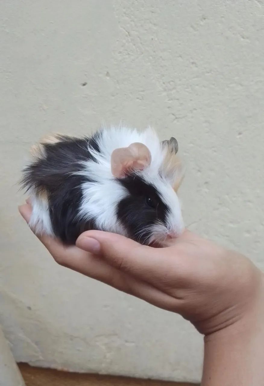 Filhotes porquinho da india fêmea  - Foto 3