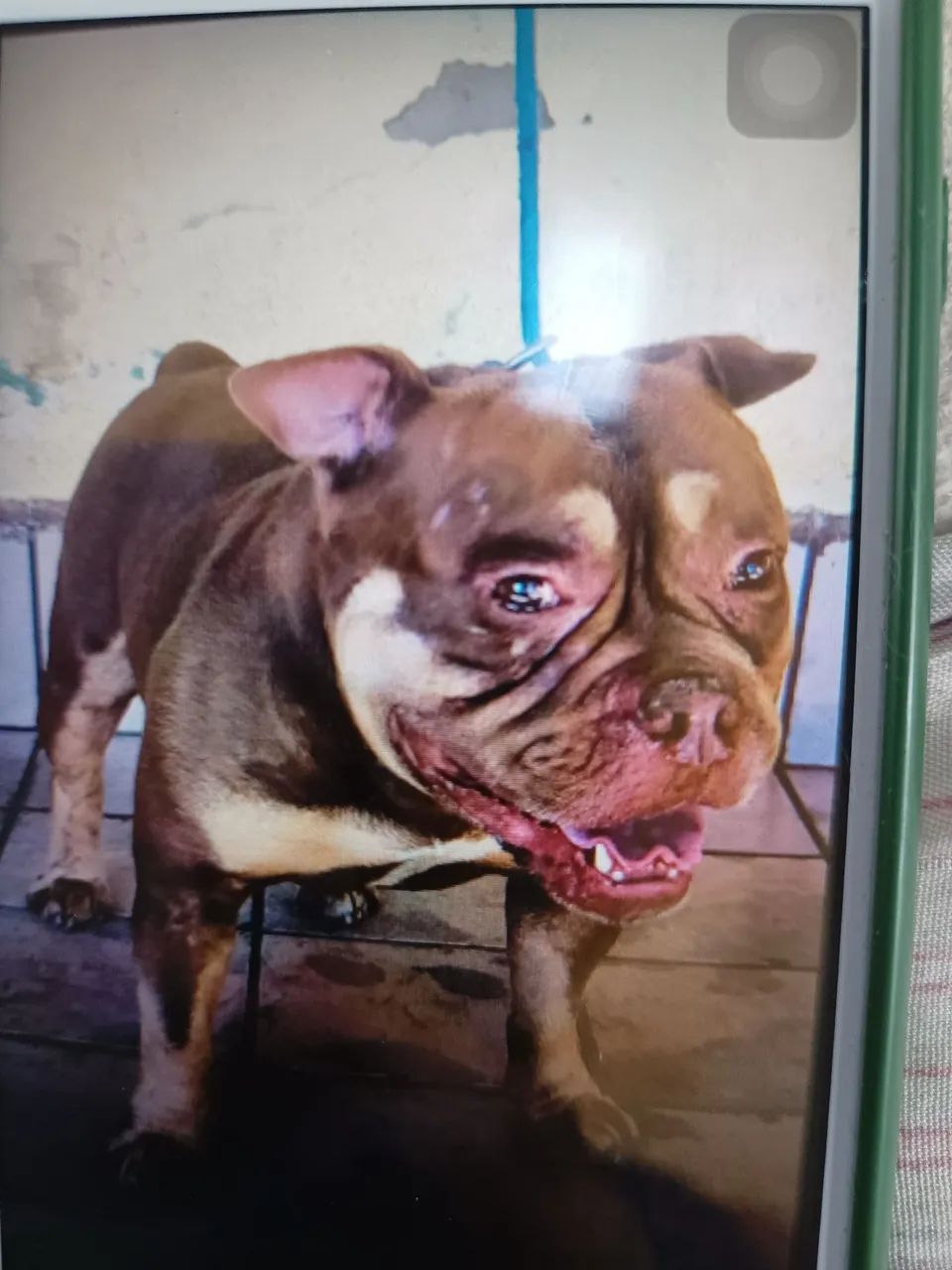 American bully micro - Foto 2