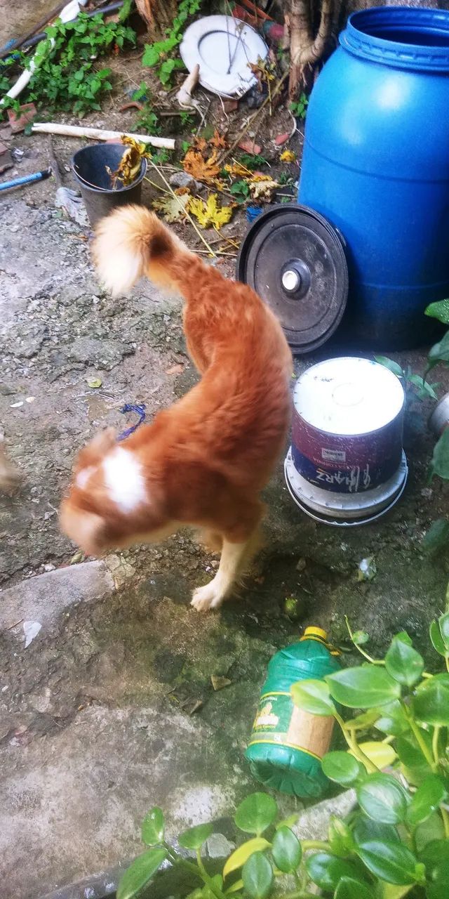 Estou doando cães raça Husk com dalmata - Foto 2