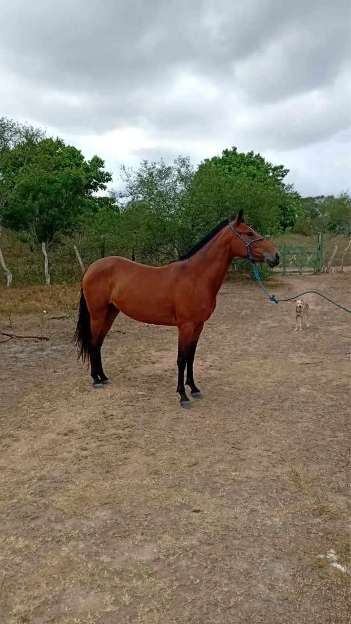 Vendo essa potra ja montada  - Foto 2