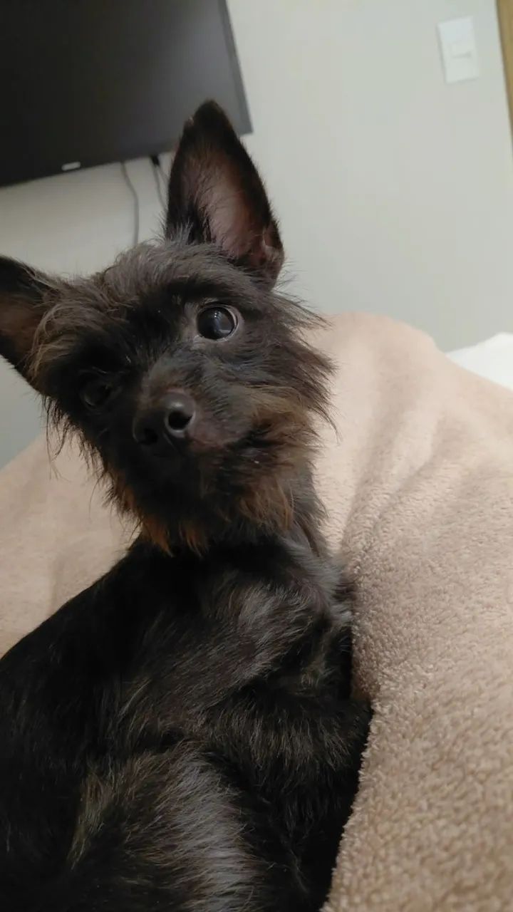 Adoção responsável cachorros - Foto 4