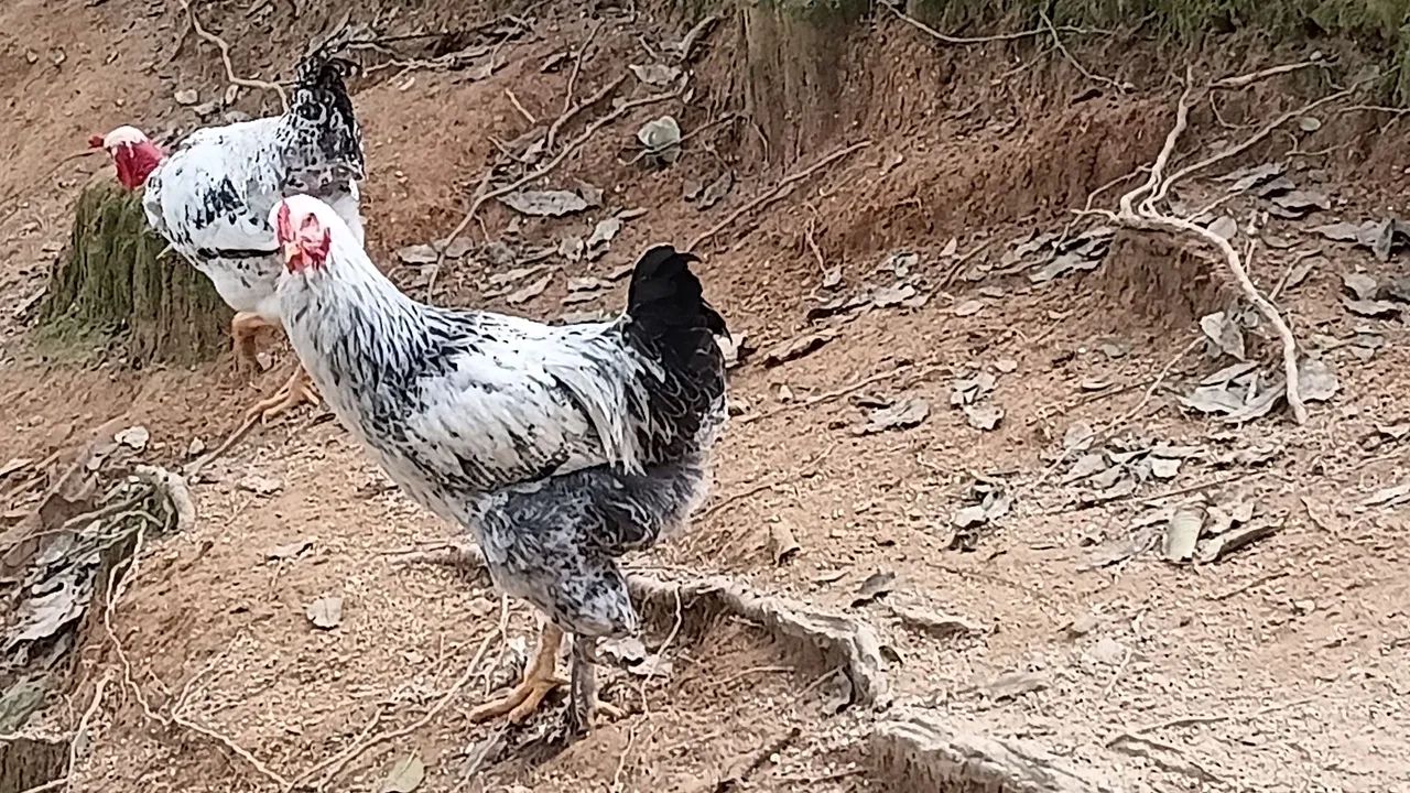 Venda galos bhrama e caipira - Foto 4