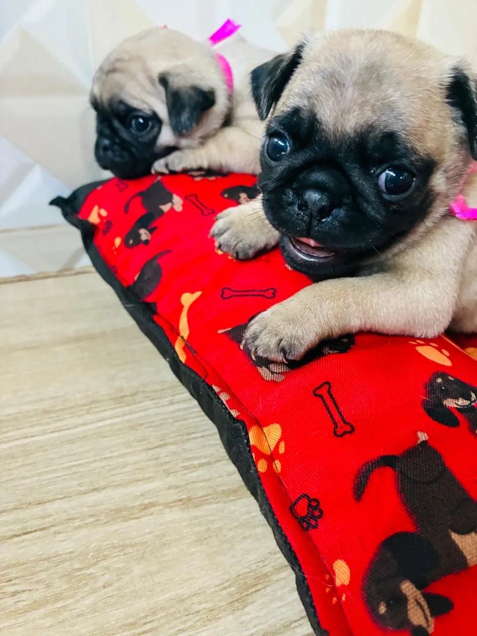 Pug