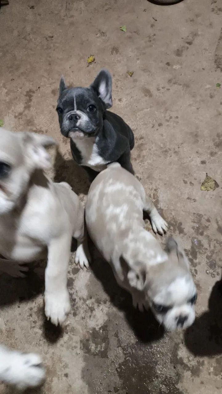 vendo buldogue francês  - Foto 6