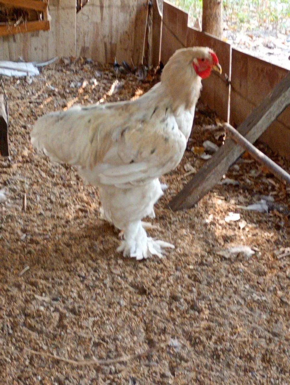 ovos,pintos, frangos e frangas das raças Brahmas. - Foto 3