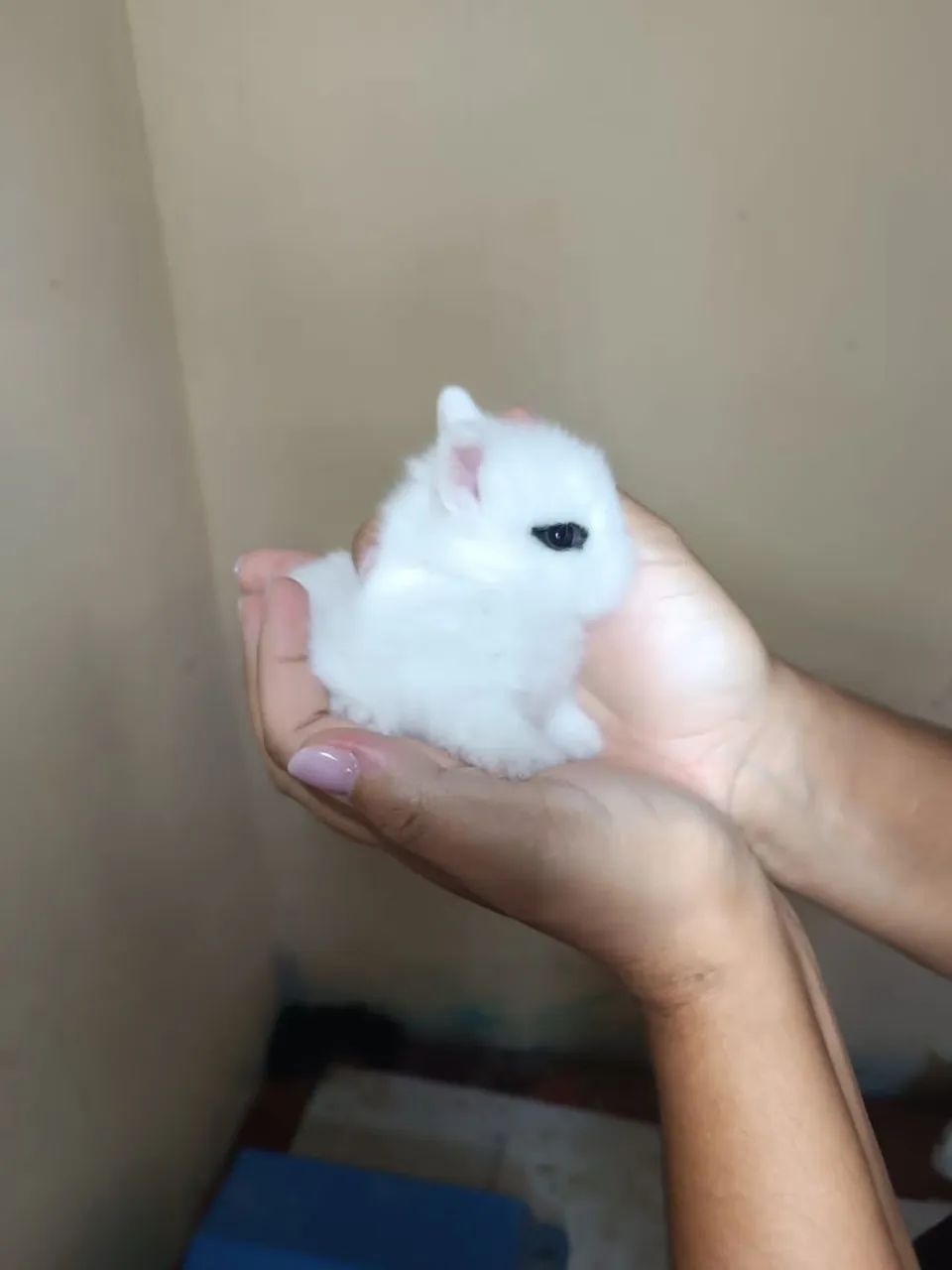 Coelho anão  - Foto 5