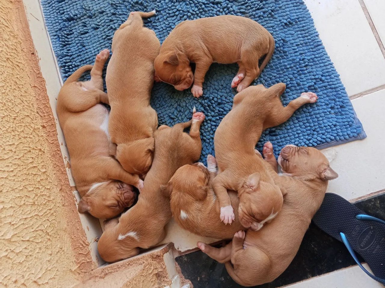 Pitbull  - Foto 2