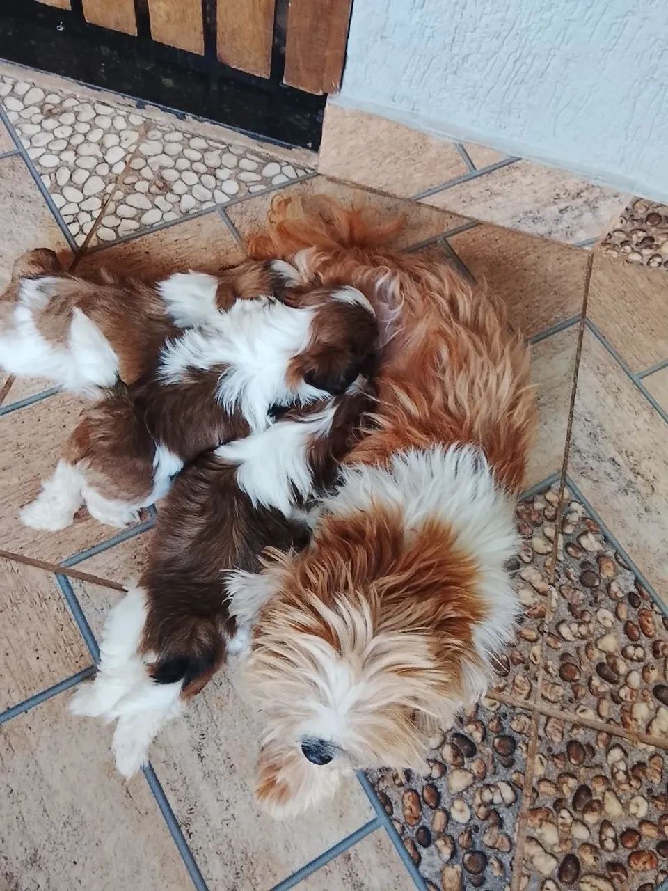 Cachorro - Foto 3
