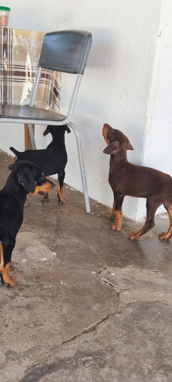 Filhotes de dobermann 
