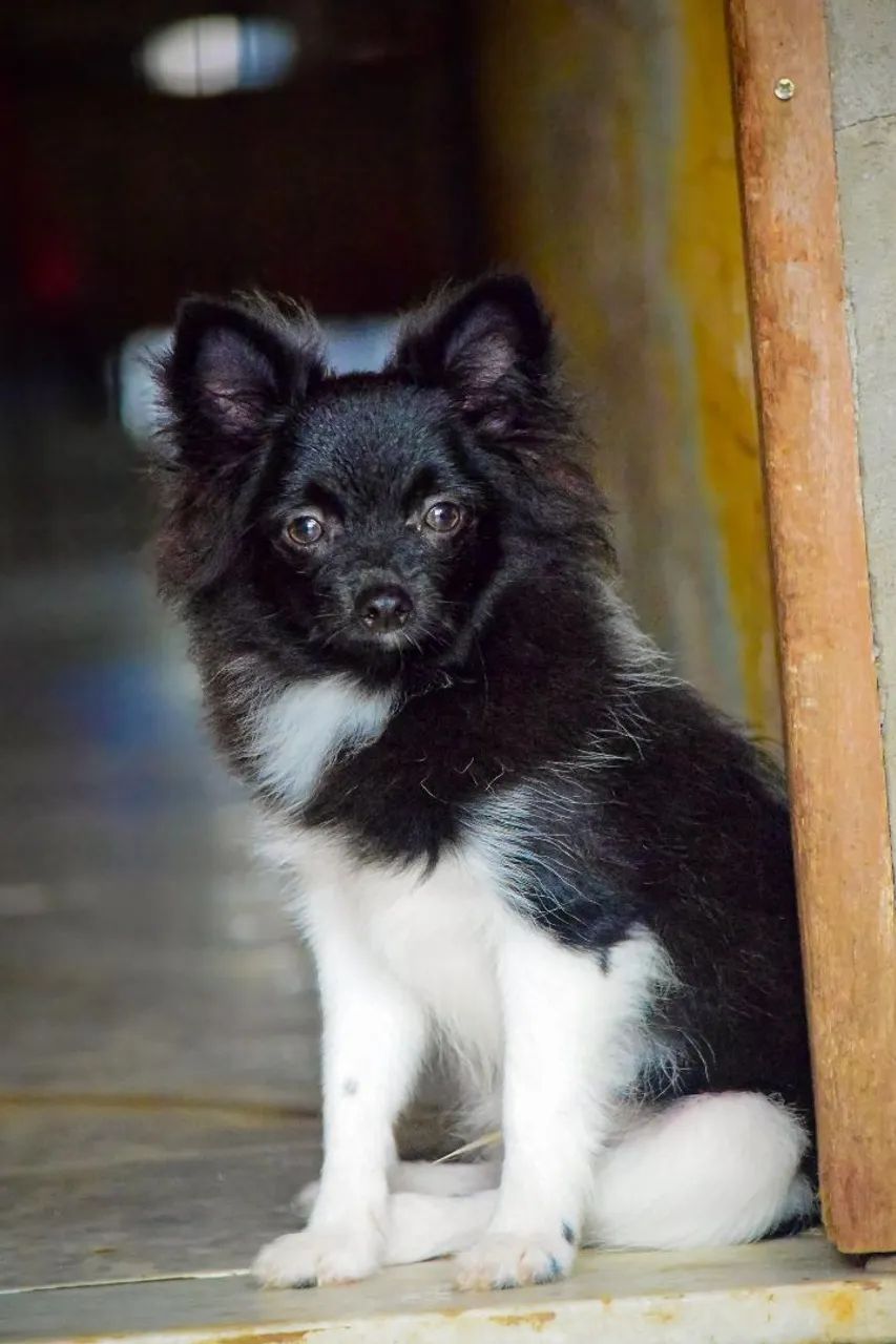 Vendo filhote de spitz alemão 