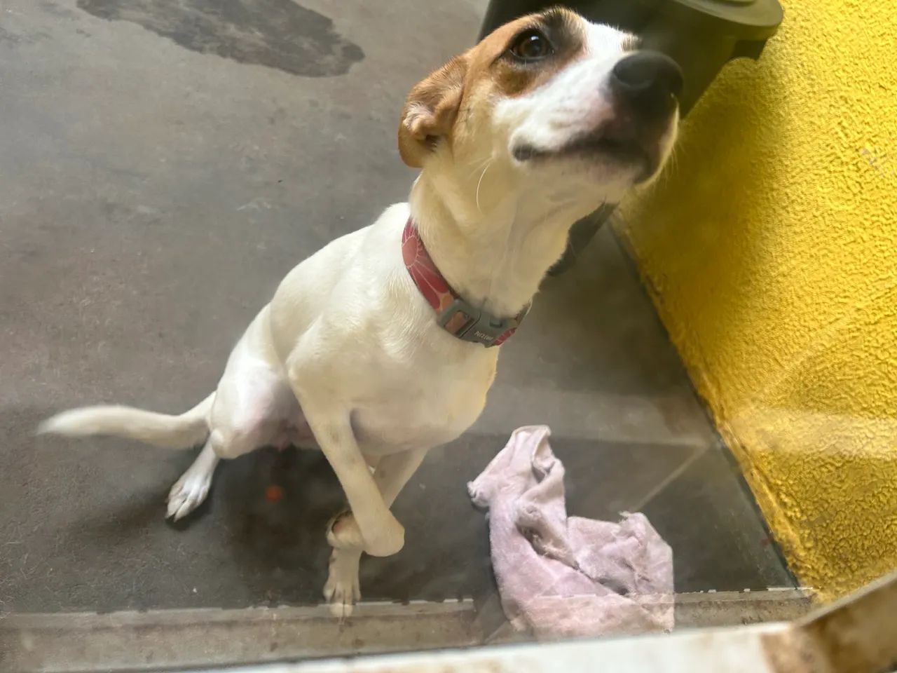 Doação cachorra fêmea  - Foto 2