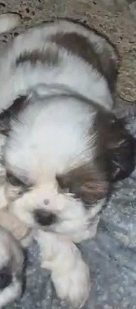 Shih tzu particolor 