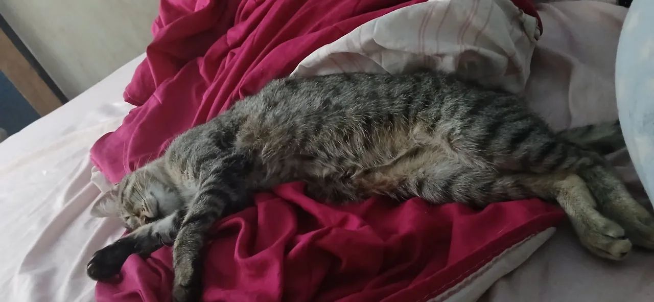 Adoção gata femea - Foto 2