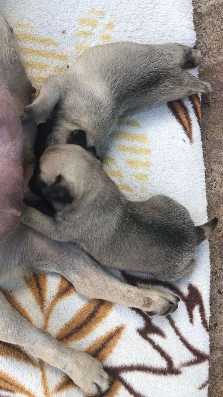 Filhotes de Pug - Foto 4