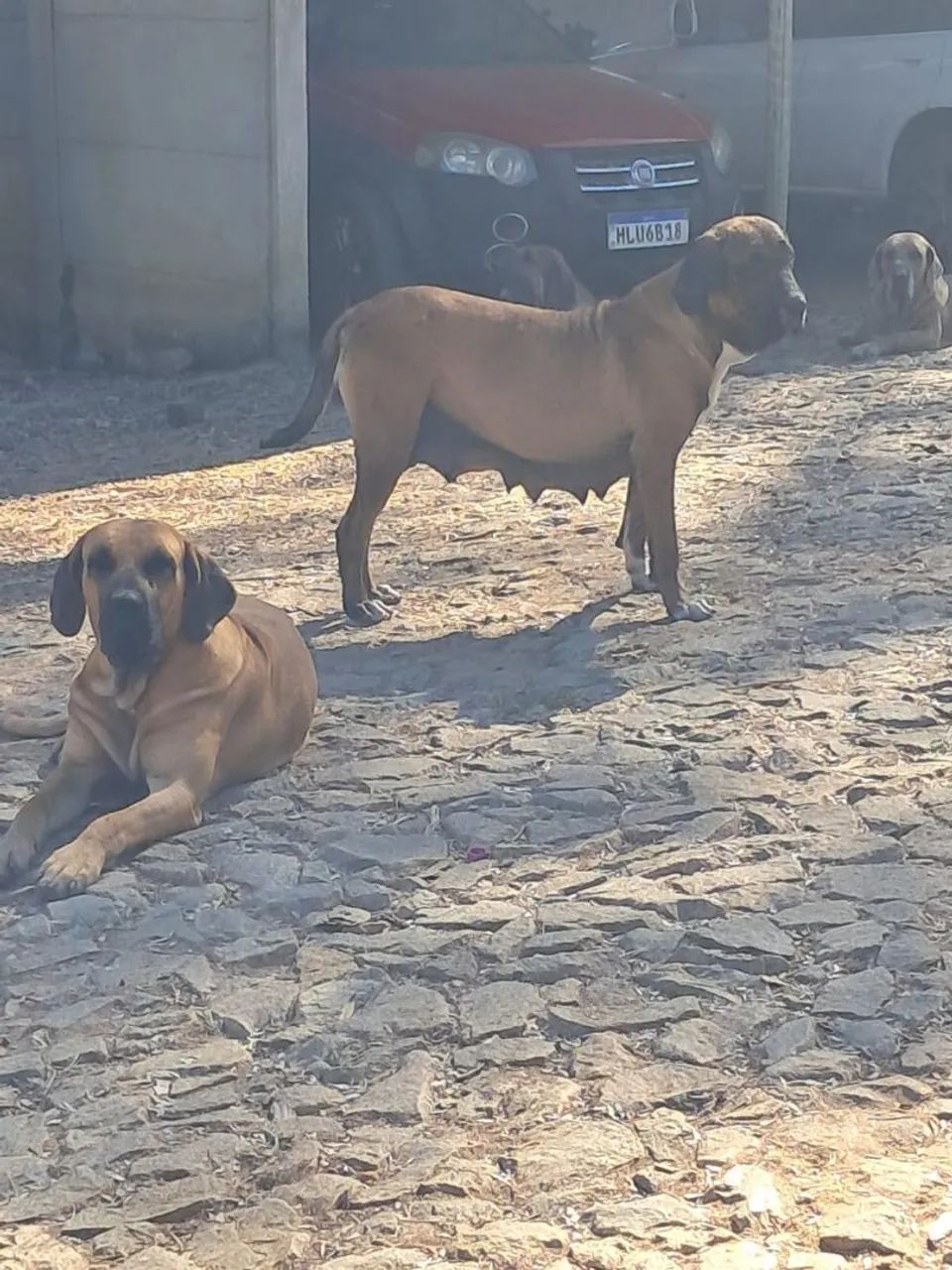 Fila Brasileiro  - Foto 5