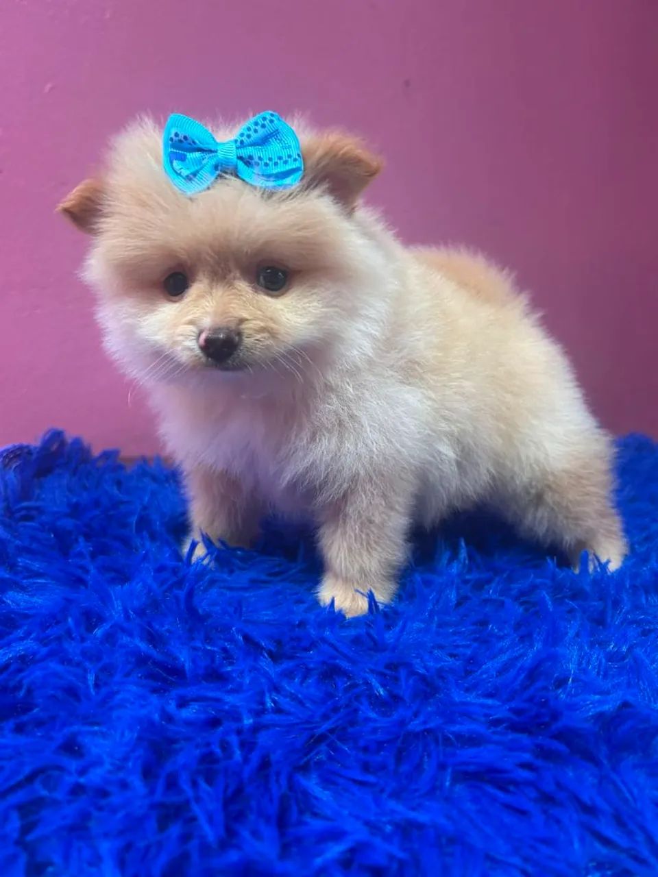 Spitz  - Foto 4