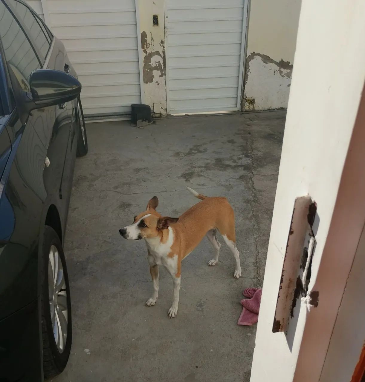 Cachorra para doação 