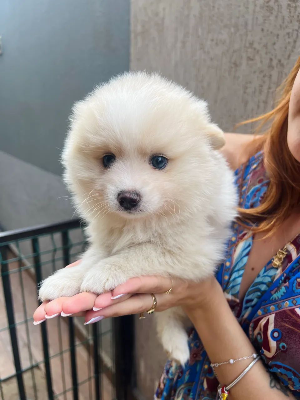 POMSKY filhote