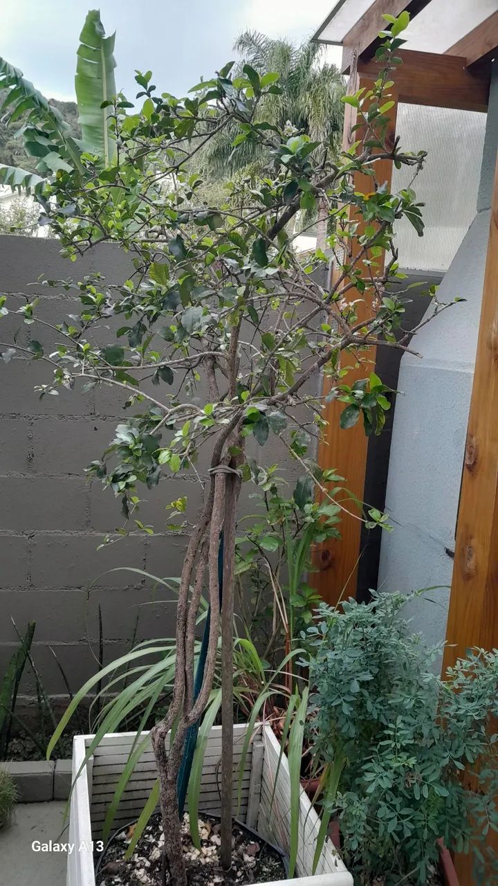 Planta acerola - Foto 3