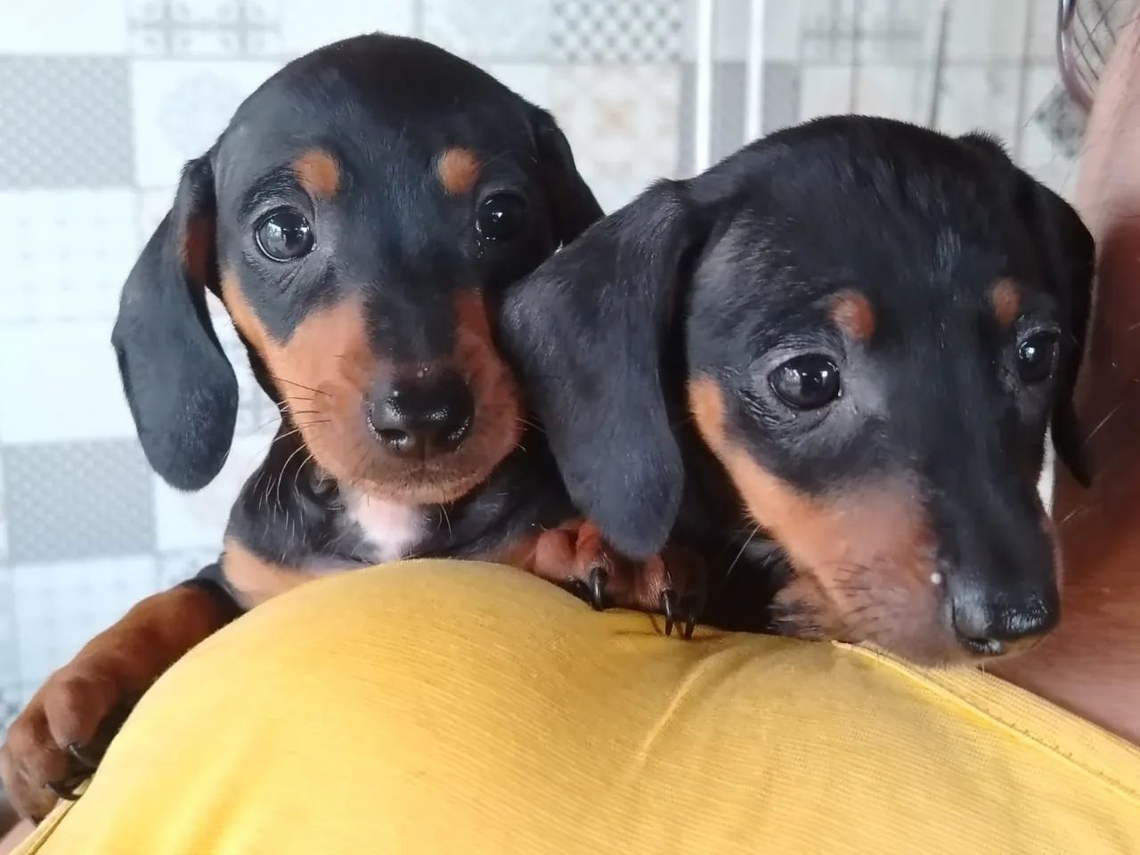 dachshund - Foto 5