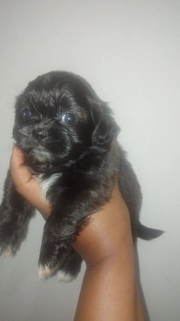Ursinhos disponível  - Foto 4