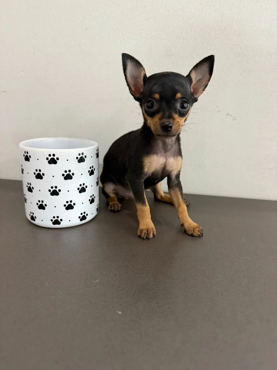 Pinscher Zero - Foto 4