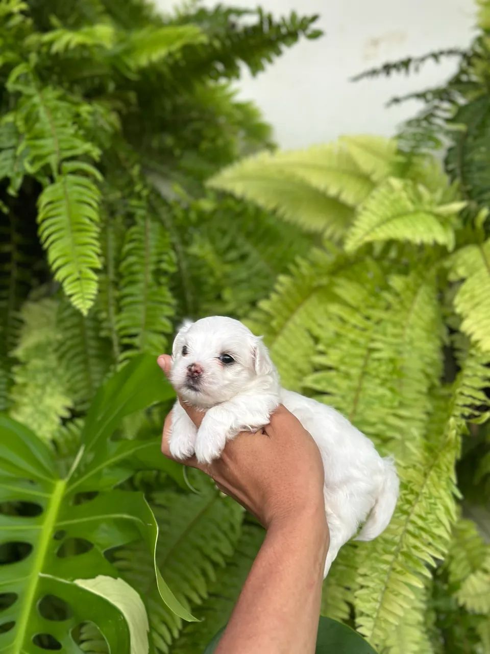 Lindos malteses