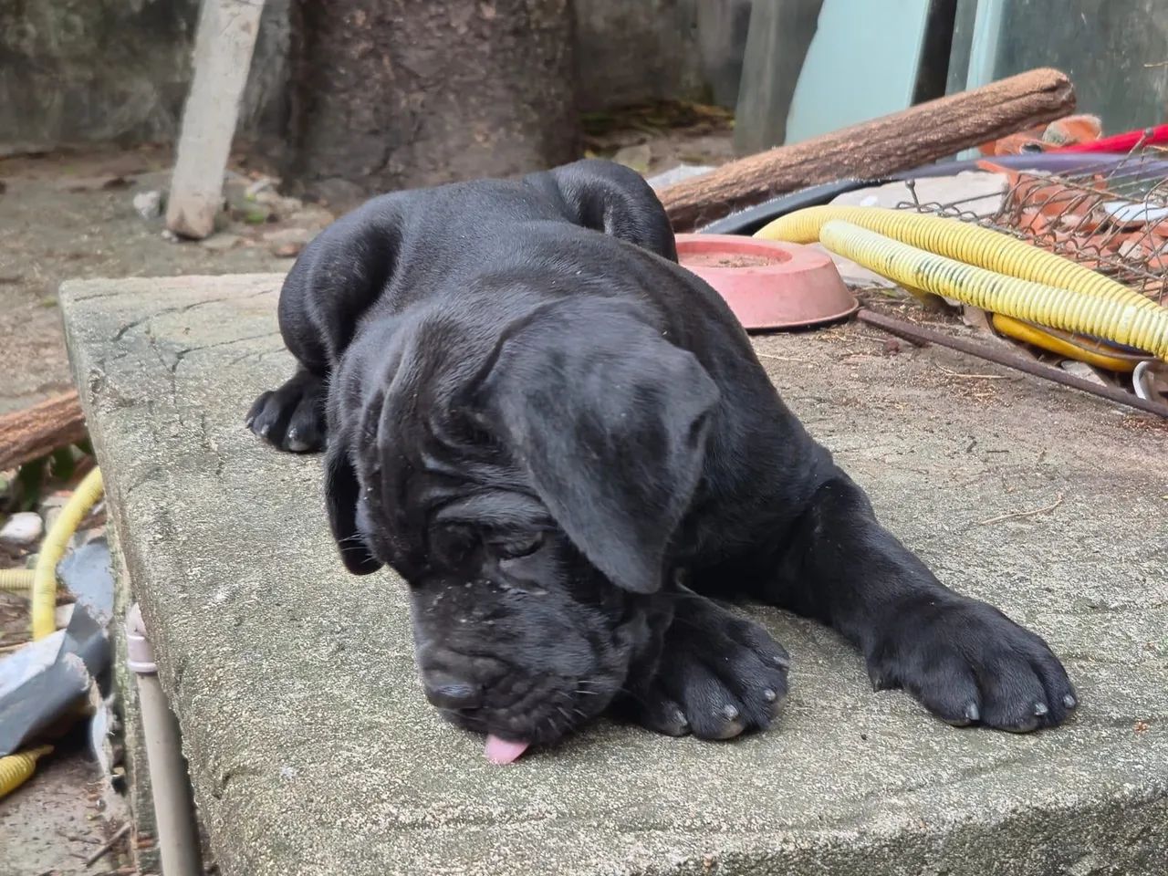 Cane corso - Foto 3