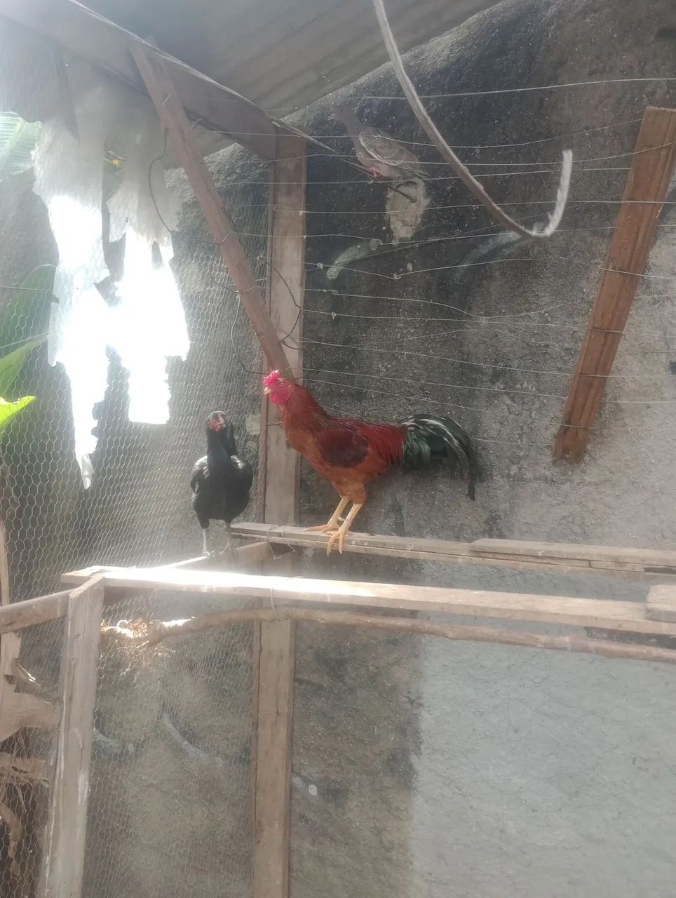 Frango Índio Caipira  - Foto 2