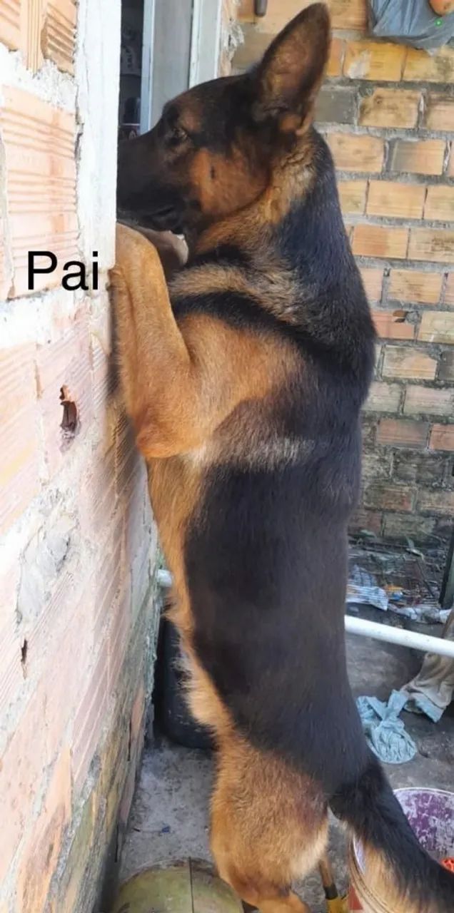 Pastor alemão  - Foto 4