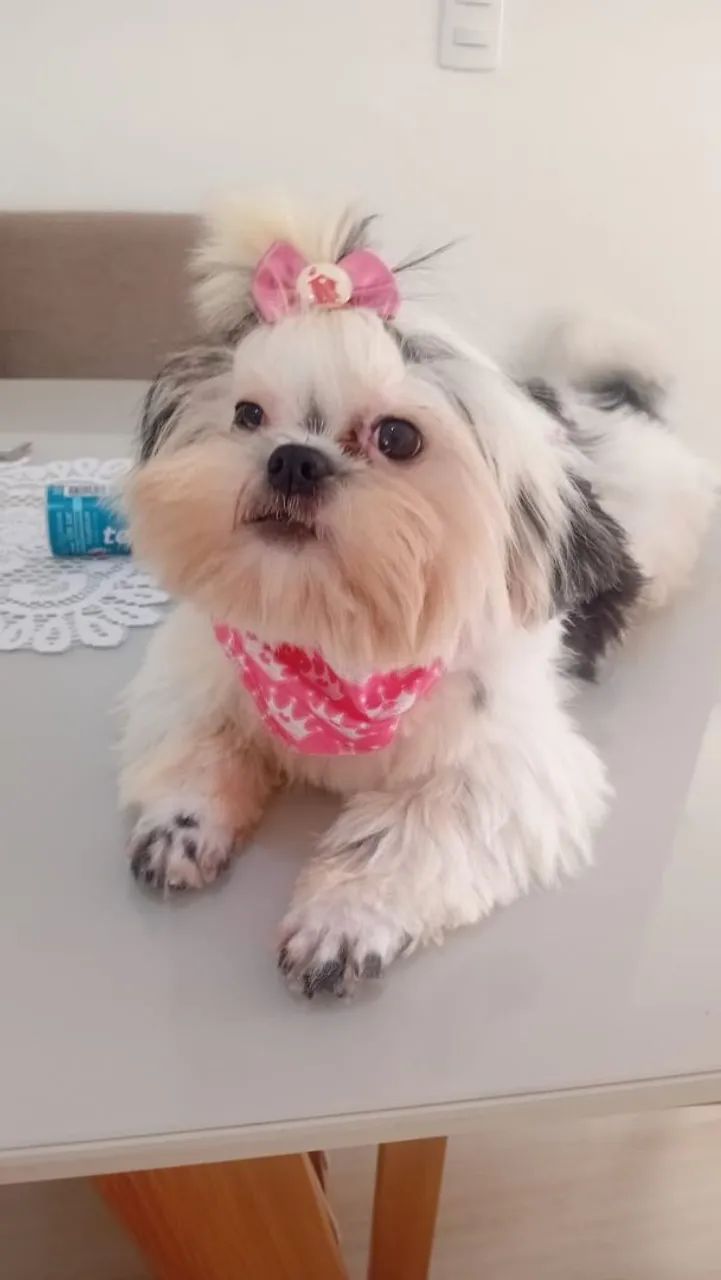 Femea Shitzu 6 meses - Foto 4